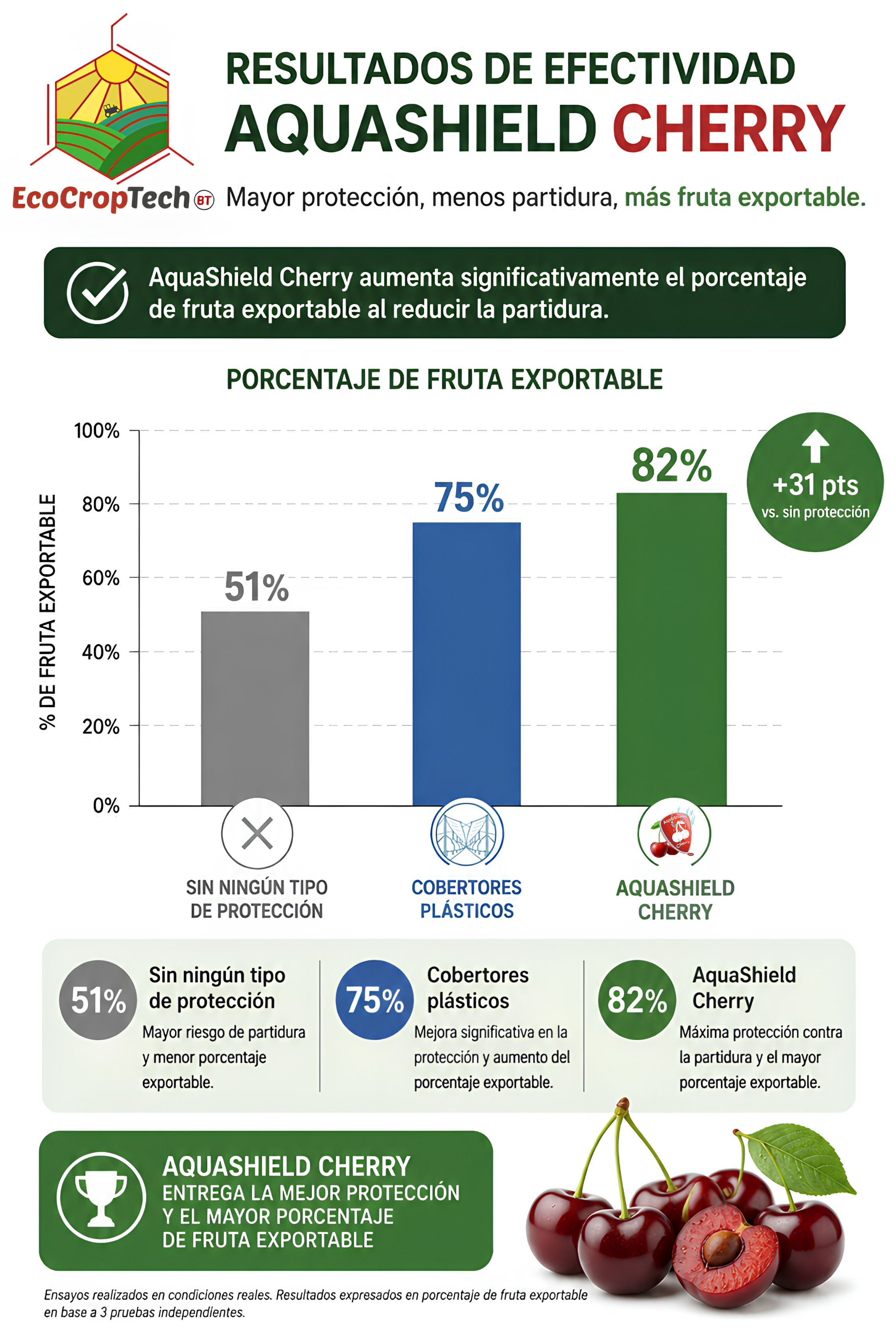 Infografía Ensayo Osorno — Resultados AquaShield Cherry®